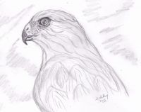 Hawk Queen